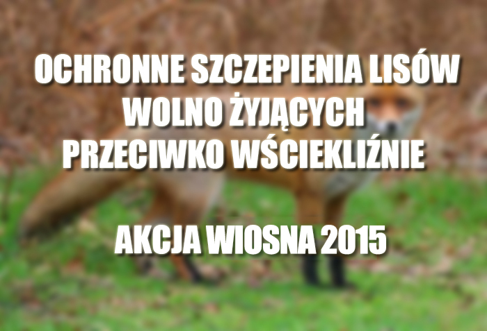 Ochronne szczepienia lisów wolno żyjących przeciwko wściekliźnie - akcja wiosenna 2015