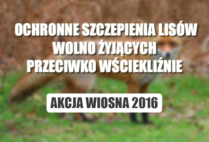 Ochronne szczepienia lisów wolno żyjących przeciwko wściekliźnie - akcja wiosenna 2016