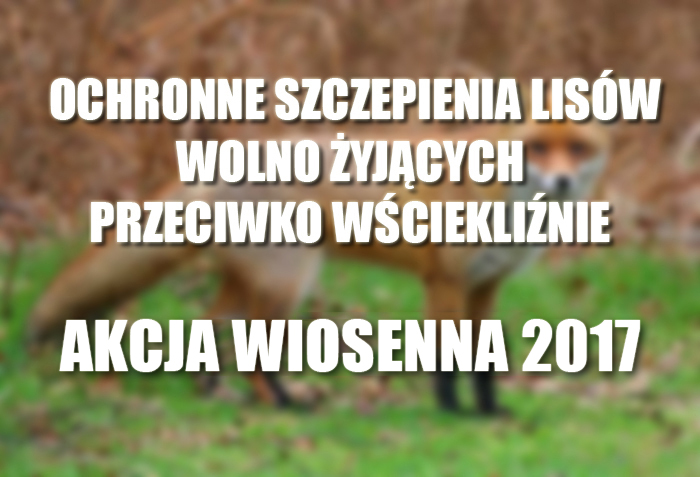 Ochronne szczepienia lisów wolno żyjących przeciwko wściekliźnie - akcja wiosenna 2017