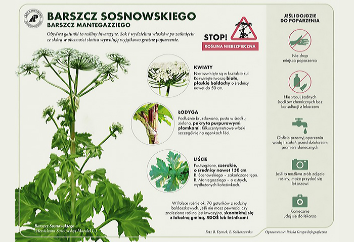 Letnie zagrożenia: barszcz Sosnowskiego