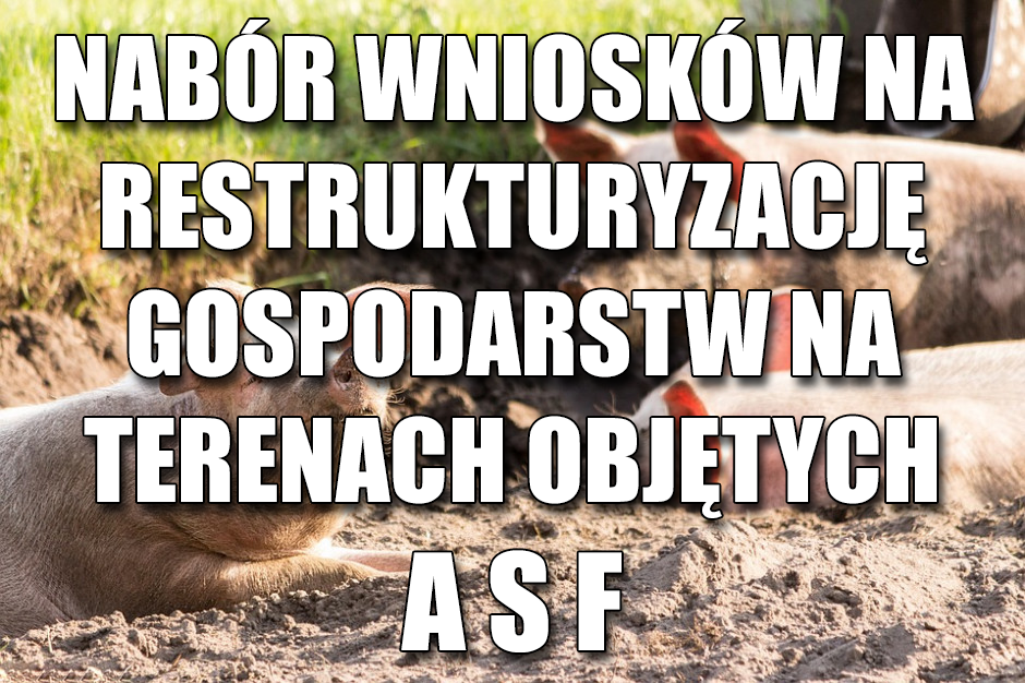 Trwa nabór wniosków na restrukturyzację gospodarstw na terenach objętych ASF