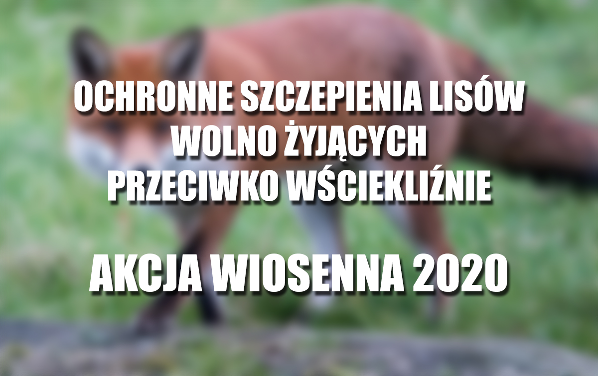 Ochronne szczepienia lisów wolno żyjących przeciwko wściekliźnie - akcja wiosenna 2020