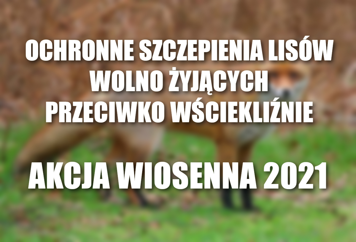 Ochronne szczepienia lisów wolno żyjących przeciwko wściekliźnie - akcja wiosenna 2021