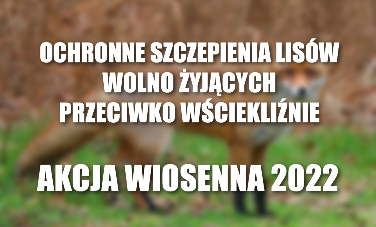 Ochronne szczepienia lisów wolno żyjących przeciwko wściekliźnie - akcja wiosenna 2022